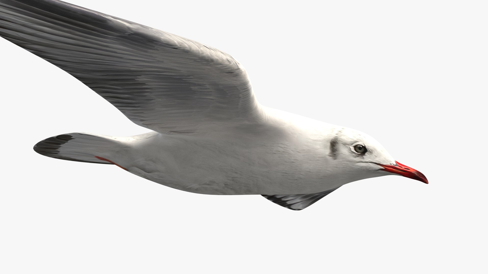 jonathan livingston version 3 3D model https://p.turbosquid.com/ts-thumb/xj/htlYPg/qr/1_seagull_c04/jpg/1607947234/1920x1080/fit_q87/e1b2339fe5c279363303709ee1f38dc0b3810856/1_seagull_c04.jpg