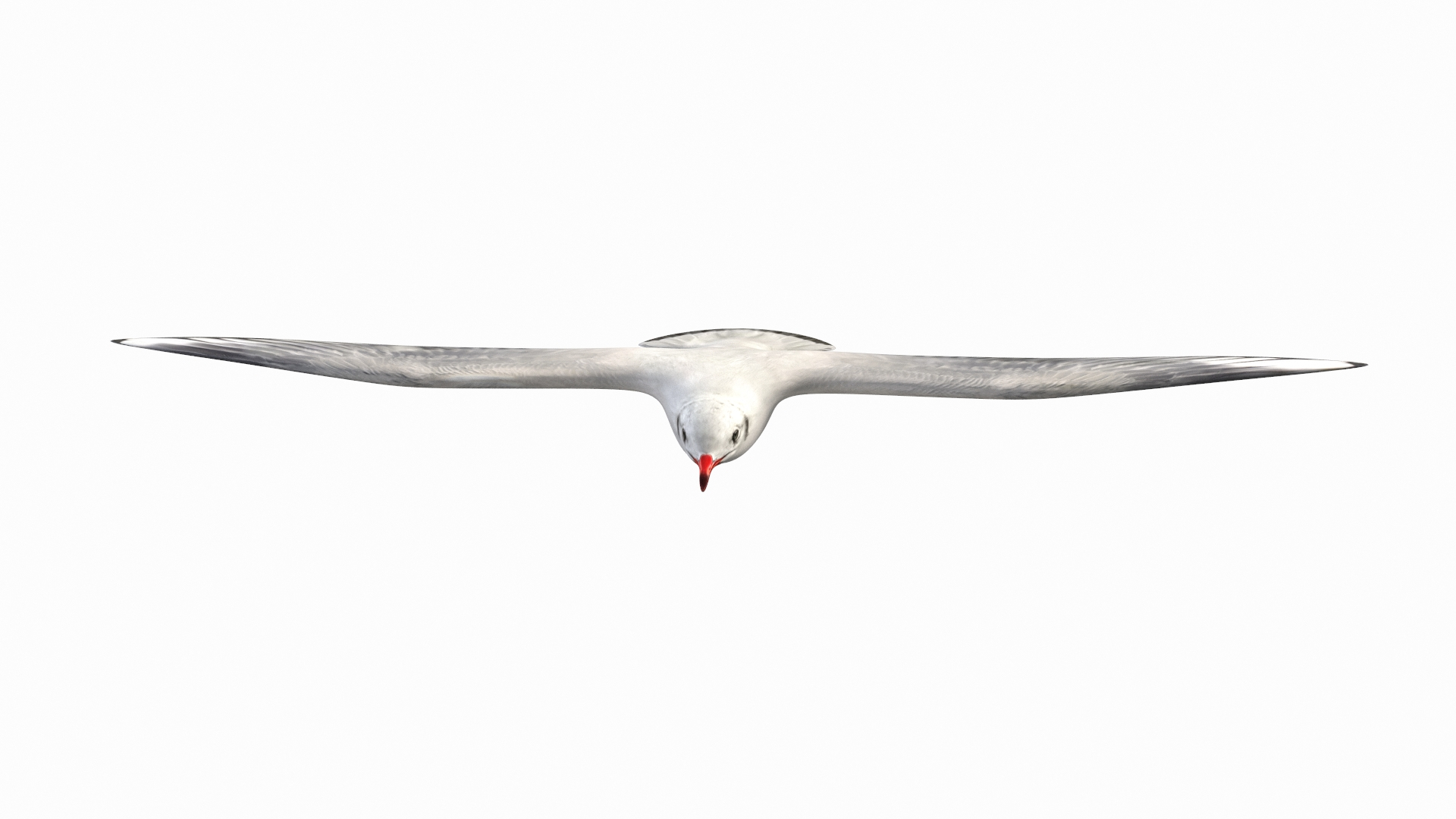 jonathan livingston version 3 3D model https://p.turbosquid.com/ts-thumb/xj/htlYPg/rd/seagull/jpg/1607947340/1920x1080/turn_fit_q99/887964d4859ff46dd6dc88817cae1bda173dc2cd/seagull-1.jpg