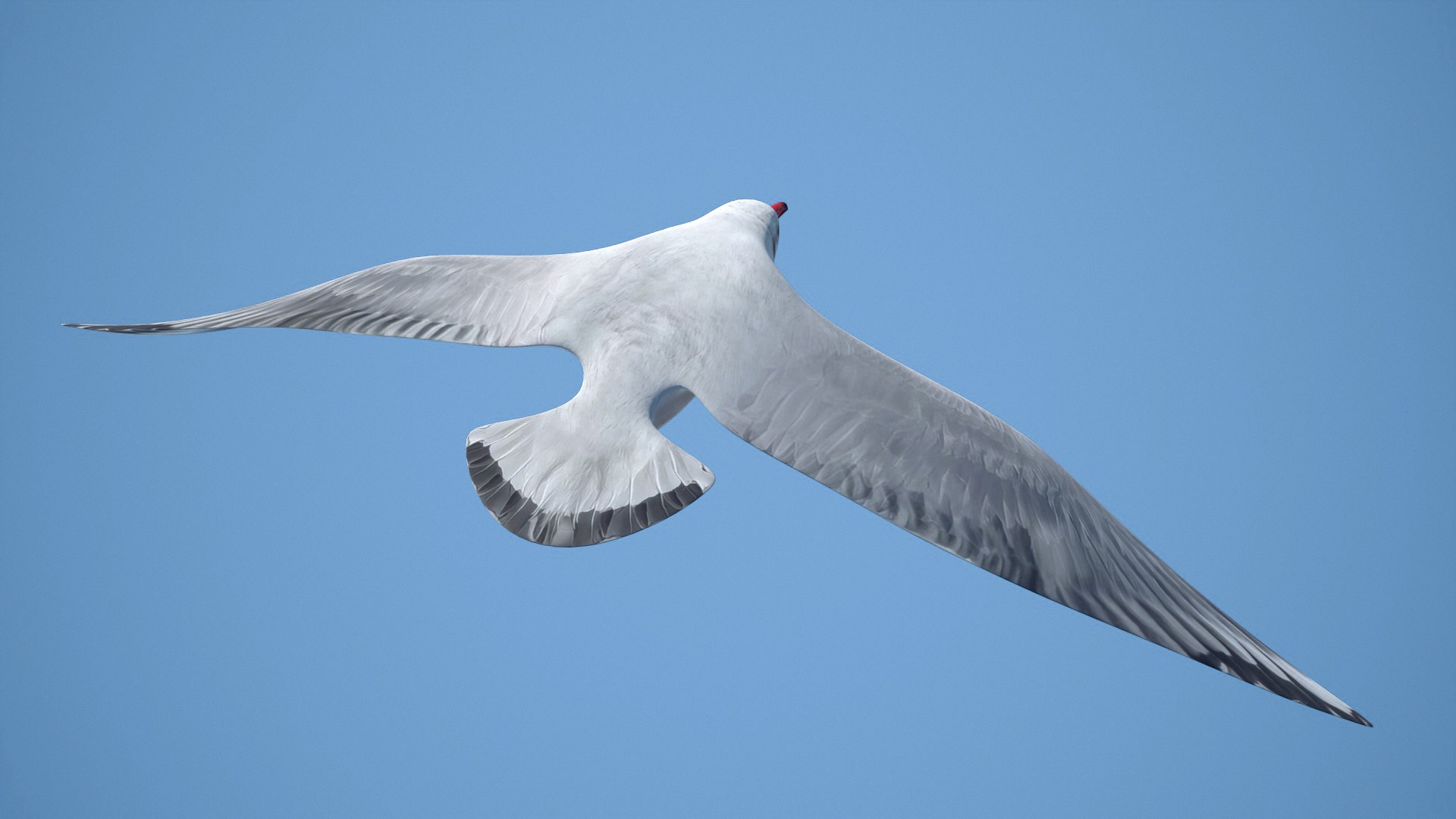 jonathan livingston version 3 3D model https://p.turbosquid.com/ts-thumb/xj/htlYPg/xw/seagull005/jpg/1608030967/1920x1080/fit_q87/931e6da58c82c8edf2b6d8f917284ee4f50761bf/seagull005.jpg