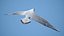 Seagull Jonathan Livingston Version 3