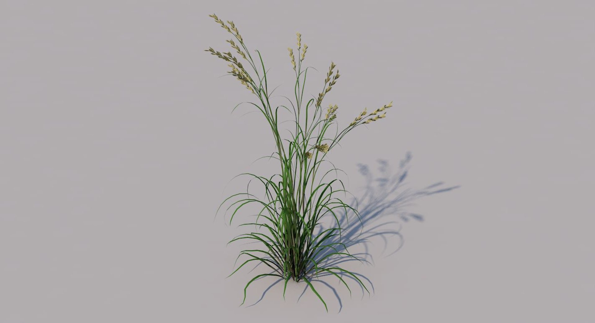 soft brome 3D model https://p.turbosquid.com/ts-thumb/xj/lelSN2/scWD9cRW/1/jpg/1570567722/1920x1080/fit_q87/6dd6e0afa61aecbdc4f2ab9fd361eb9683f55964/1.jpg