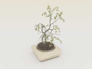 Bonsai