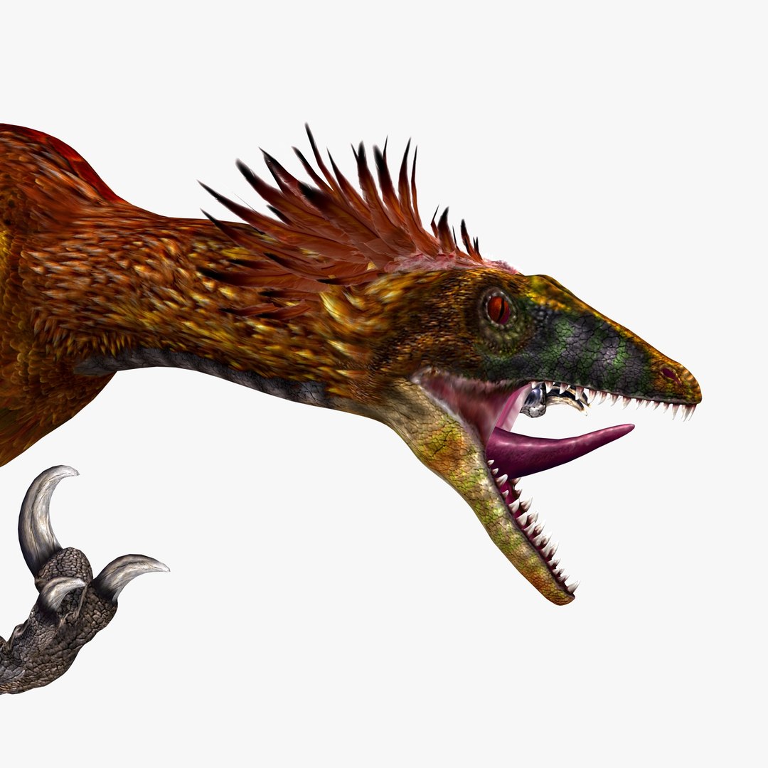 Reconstruction of a feathered Deinonychus antirrhopus. The morphology