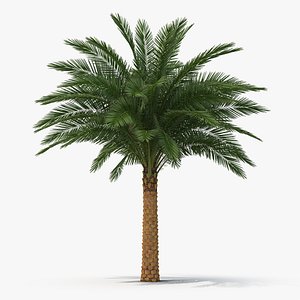 silver date palm 3D model