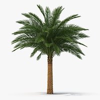 Silver Date Palm