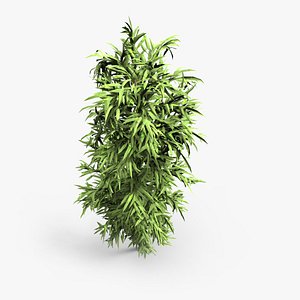 3D Bamboo2024 model
