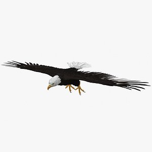 Bald Eagle T Pose