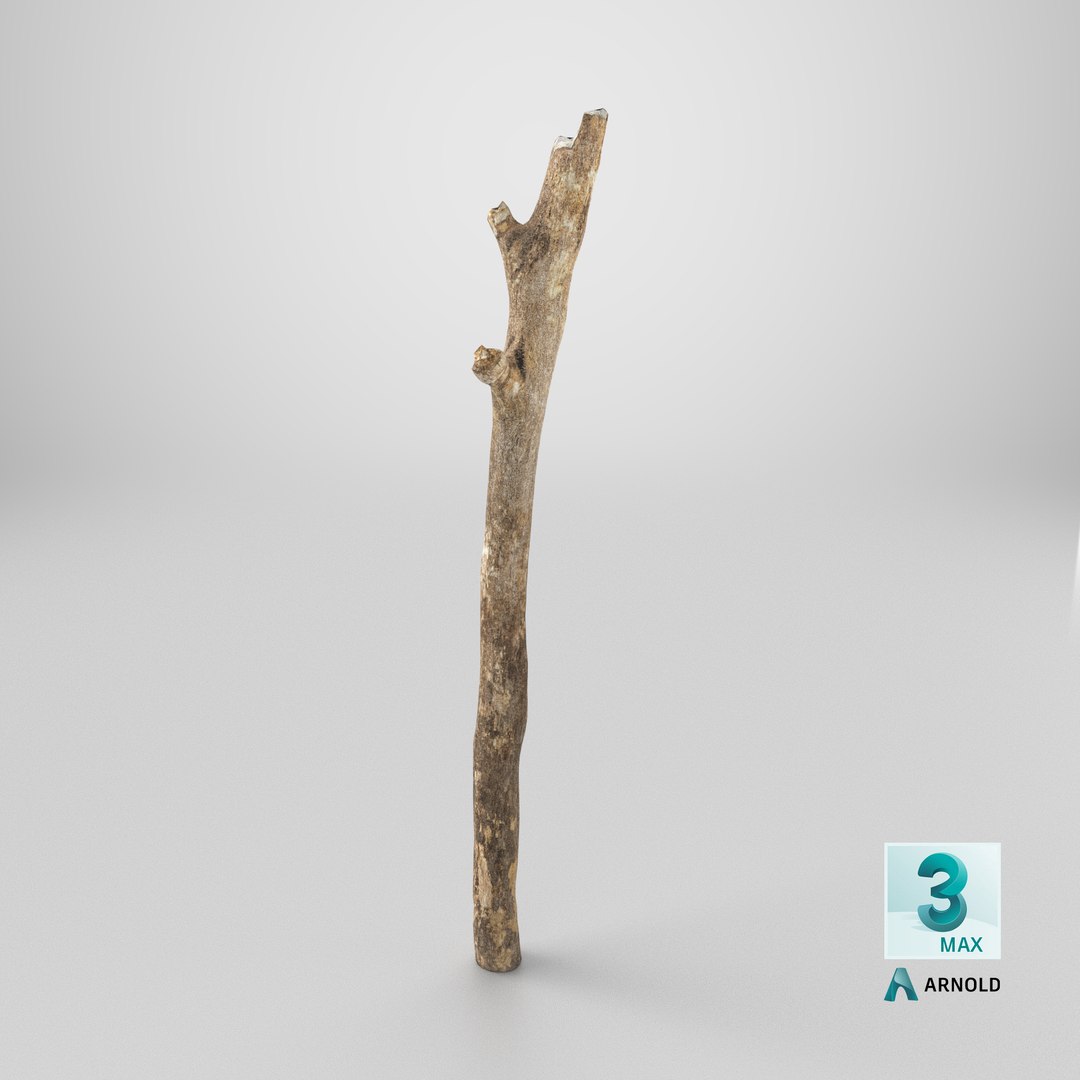 3D model Scanned Sprig 10 StemCell https://p.turbosquid.com/ts-thumb/xk/LvBITD/K7/stemcell_max_arnold_render/png/1745839188/1920x1080/fit_q87/7292b8a328dc83b780a4a05cf08a81900a0be703/stemcell_max_arnold_render.jpg