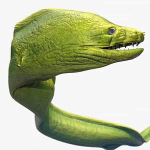 Moray Eel - Rigged