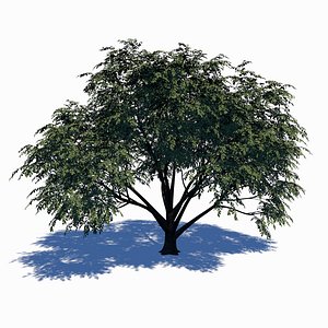 Dogwood Tree