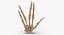 3D model real human hand bones