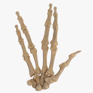 3D model real human hand bones
