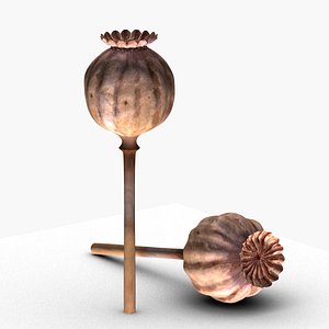 Dried opium poppy 3D model