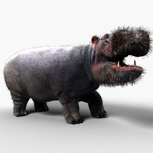 max hippopotamus hippo
