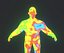 Mapa de calor de imagen térmica humana Modelo 3D masculino y femenino