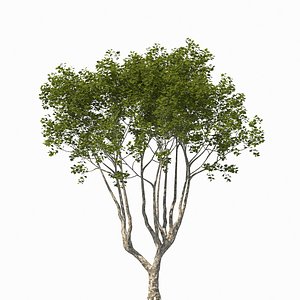 WindAnimated Firmiana simplex 3D model