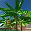 banana trees 3D
