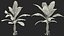 banana trees 3D