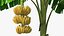 banana trees 3D