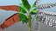banana trees 3D