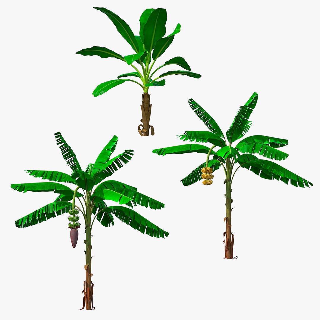 banana trees 3D https://p.turbosquid.com/ts-thumb/xk/yZuG5w/ZeauR0qG/bananatreescollectionc4dmodel000/jpg/1595345058/1920x1080/fit_q87/6e9569546624cb0c3a2f5fe1af867bdbecdedd20/bananatreescollectionc4dmodel000.jpg