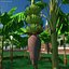 banana trees 3D