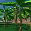 banana trees 3D