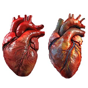 Human Heart Pack 2 3D model