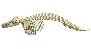 Killer Whale Orca Skeleton