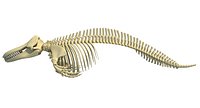 Killer Whale Orca Skeleton