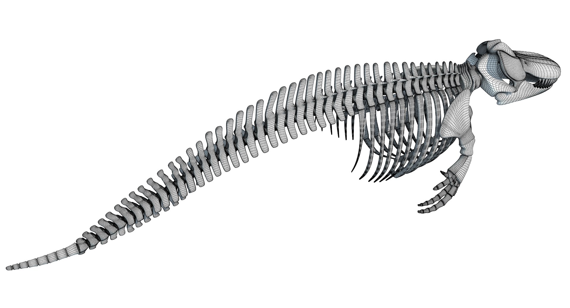 3D killer whale orca skeleton animal https://p.turbosquid.com/ts-thumb/xl/176lgH/a3teQUFs/3dwhale3/jpg/1495175152/1920x1080/fit_q87/42fb6df556056efb347fb1a6b00fb8d4f4a276ca/3dwhale3.jpg