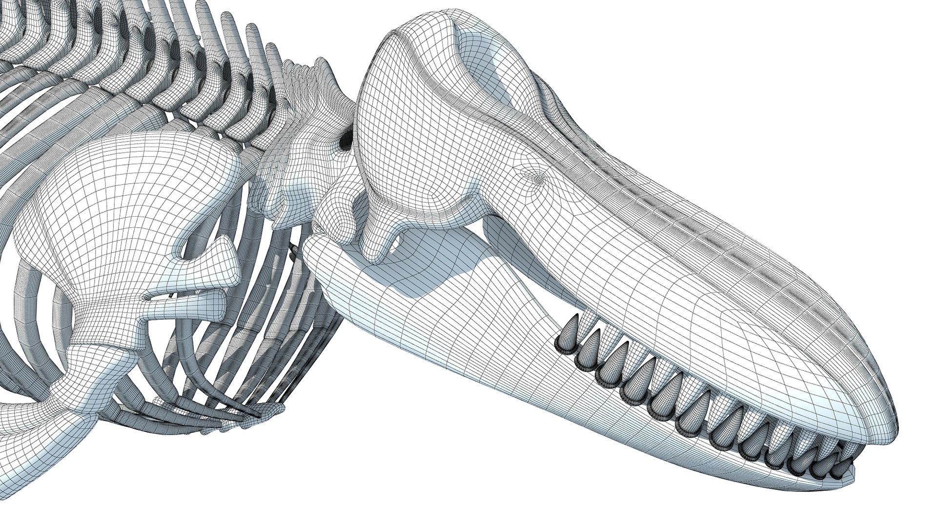 3D killer whale orca skeleton animal https://p.turbosquid.com/ts-thumb/xl/176lgH/bRaWNKUi/3dkillerwhales/jpg/1495175249/1920x1080/fit_q87/9e354e8e73f21de2723770210efbae092ff770fc/3dkillerwhales.jpg