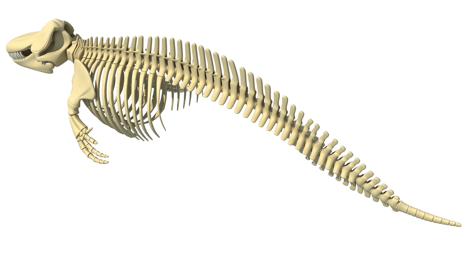 3D killer whale orca skeleton animal https://p.turbosquid.com/ts-thumb/xl/176lgH/jGyv1oJ3/killerwhaleskeleton3/jpg/1495165396/1920x1080/fit_q87/f0201cdaf8f5d95ce50f80d07017c6f1e0c135a6/killerwhaleskeleton3.jpg