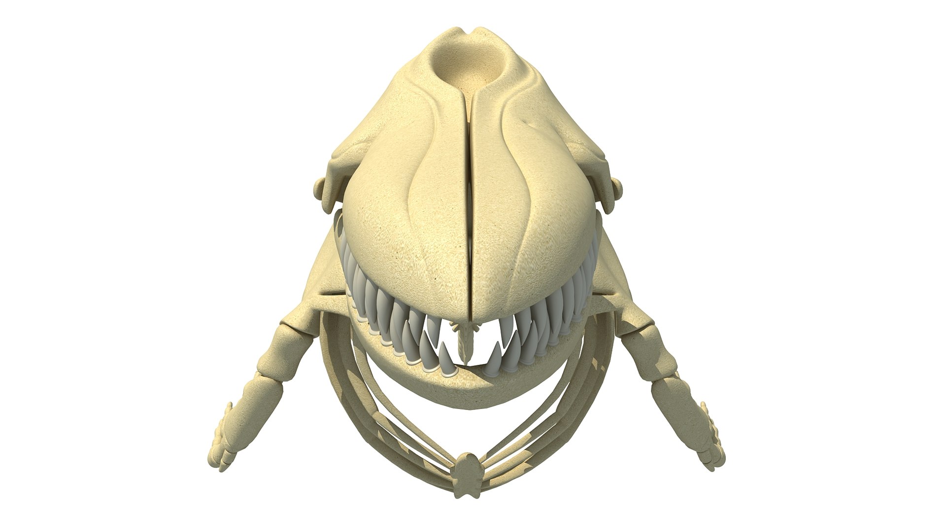 3D killer whale orca skeleton animal https://p.turbosquid.com/ts-thumb/xl/176lgH/ule8MqnN/orca_skeleton/jpg/1495166206/1920x1080/fit_q87/c4291fb55106762ad5756bcf952559c3cc83785b/orca_skeleton.jpg