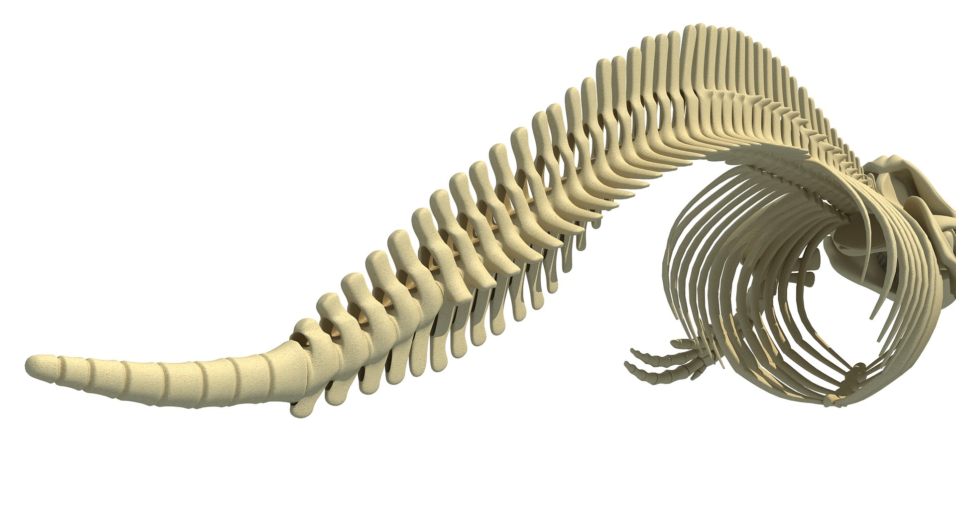 3D killer whale orca skeleton animal https://p.turbosquid.com/ts-thumb/xl/176lgH/v6j8Ocv2/3d_orca_2/jpg/1495174493/1920x1080/fit_q87/5051989359b7a635cb63ac527da0c9a5851f5dbc/3d_orca_2.jpg
