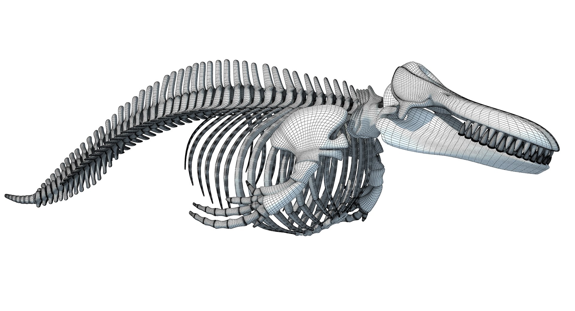 3D killer whale orca skeleton animal https://p.turbosquid.com/ts-thumb/xl/176lgH/xkQ5Nh1f/3dwhale4/jpg/1495175152/1920x1080/fit_q87/2c27d2293c9506f355ca82f3cc37b252b5096dc8/3dwhale4.jpg