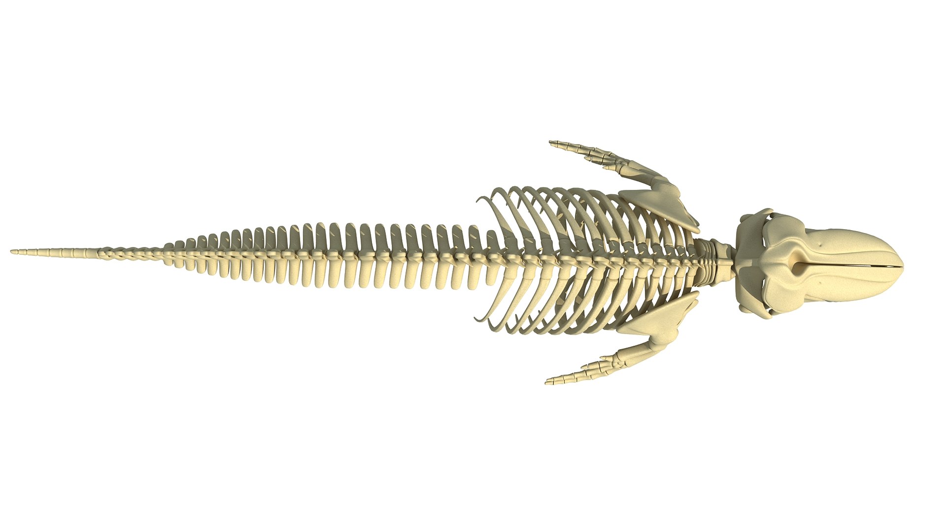 3D killer whale orca skeleton animal https://p.turbosquid.com/ts-thumb/xl/176lgH/yqSBgQgQ/orcaskeleton/jpg/1495166383/1920x1080/fit_q87/a2277da1ce2de63f1a77b2c84f7ca2ff7f8ccb5c/orcaskeleton.jpg