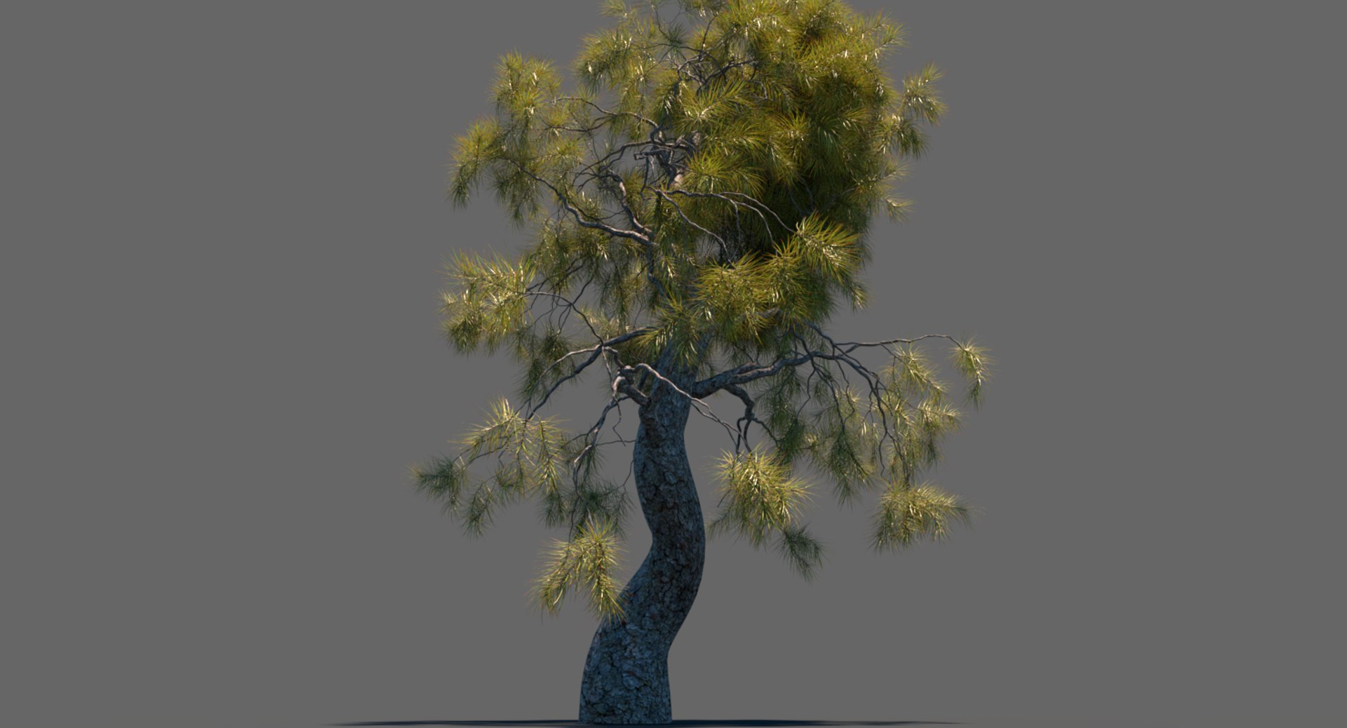 Pine tree model - TurboSquid 1421703