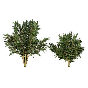 single-seeded hawthorn tree 3D