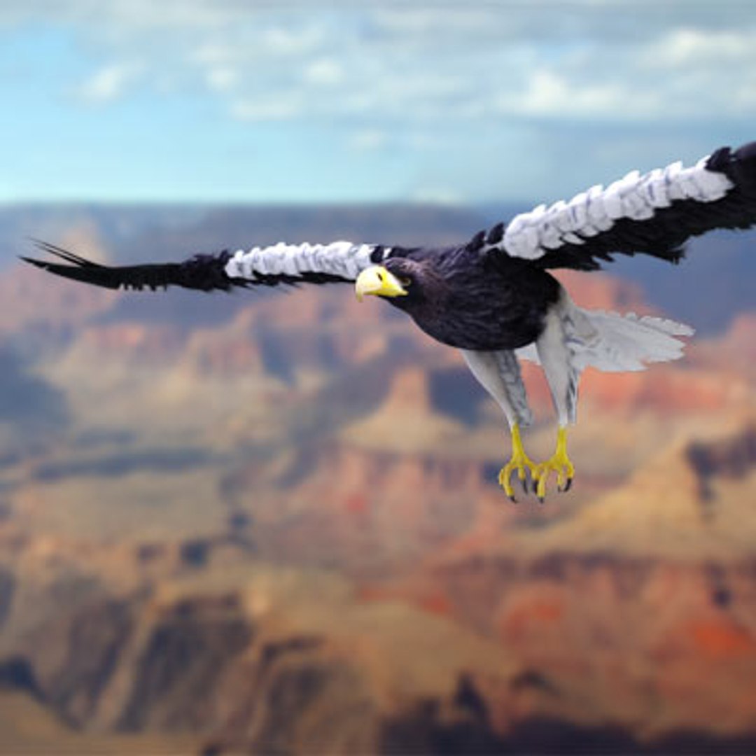 steller s sea eagle 3d model https://p.turbosquid.com/ts-thumb/xl/RjngAp/CR6BpPqn/stellers_sea_eagle_hh/jpg/1286268543/1920x1080/fit_q87/fcb1f692f71afa6645121a7f887d95dbd197698c/stellers_sea_eagle_hh.jpg