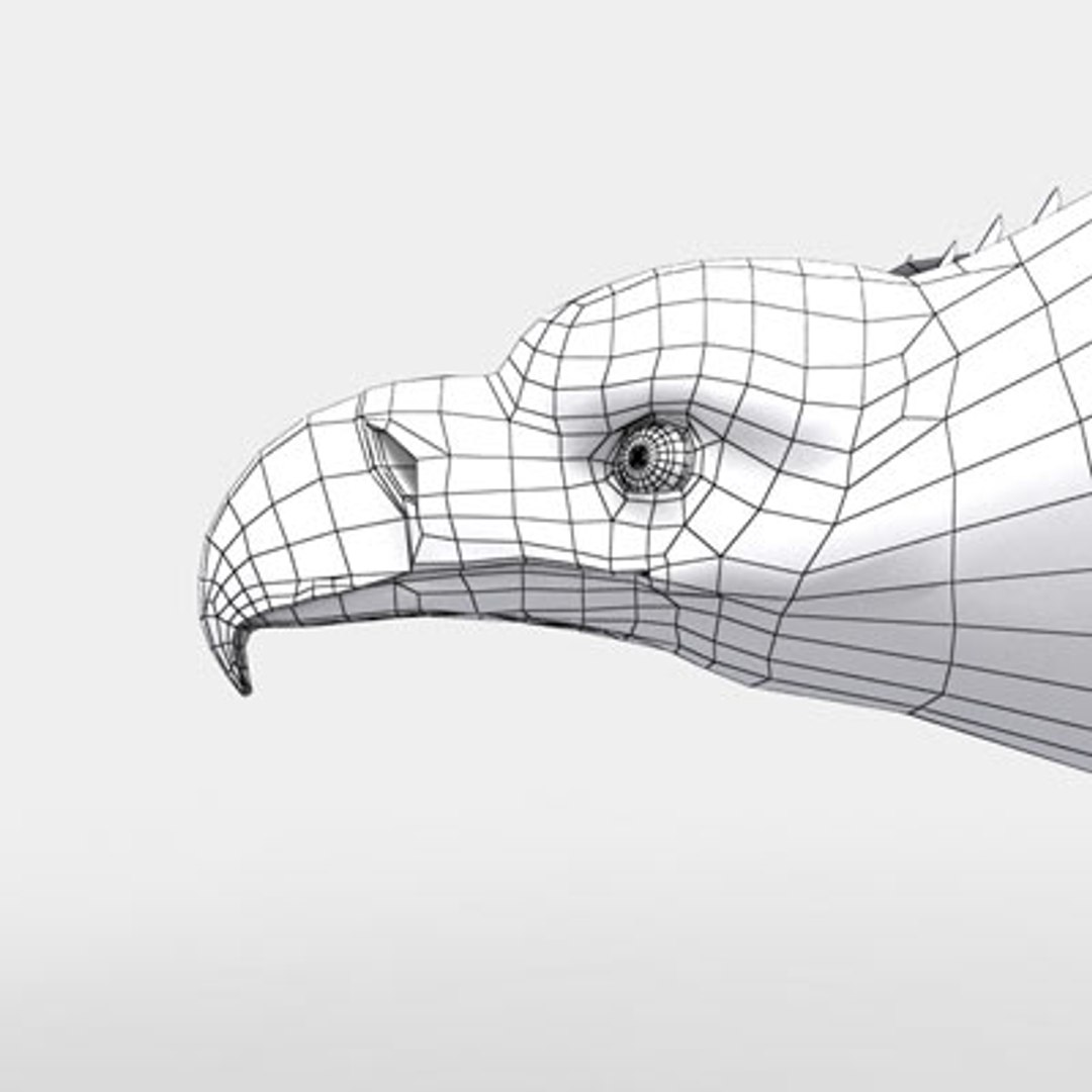 steller s sea eagle 3d model https://p.turbosquid.com/ts-thumb/xl/RjngAp/d9HrJj7h/stellers_sea_eagle_w_02/jpg/1286268543/1920x1080/fit_q87/a2e48cca0c0ba45ef17cc5581c56c08a4e5e7be0/stellers_sea_eagle_w_02.jpg