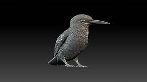 Kingfisher