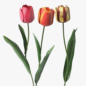3D Three Colour Tulips Set