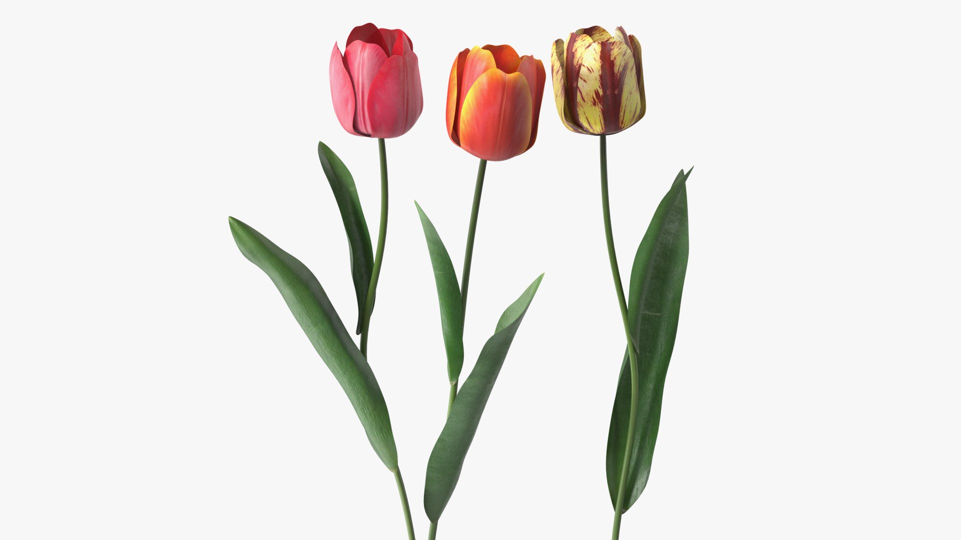 Three Colour Tulips Set 3D model preview