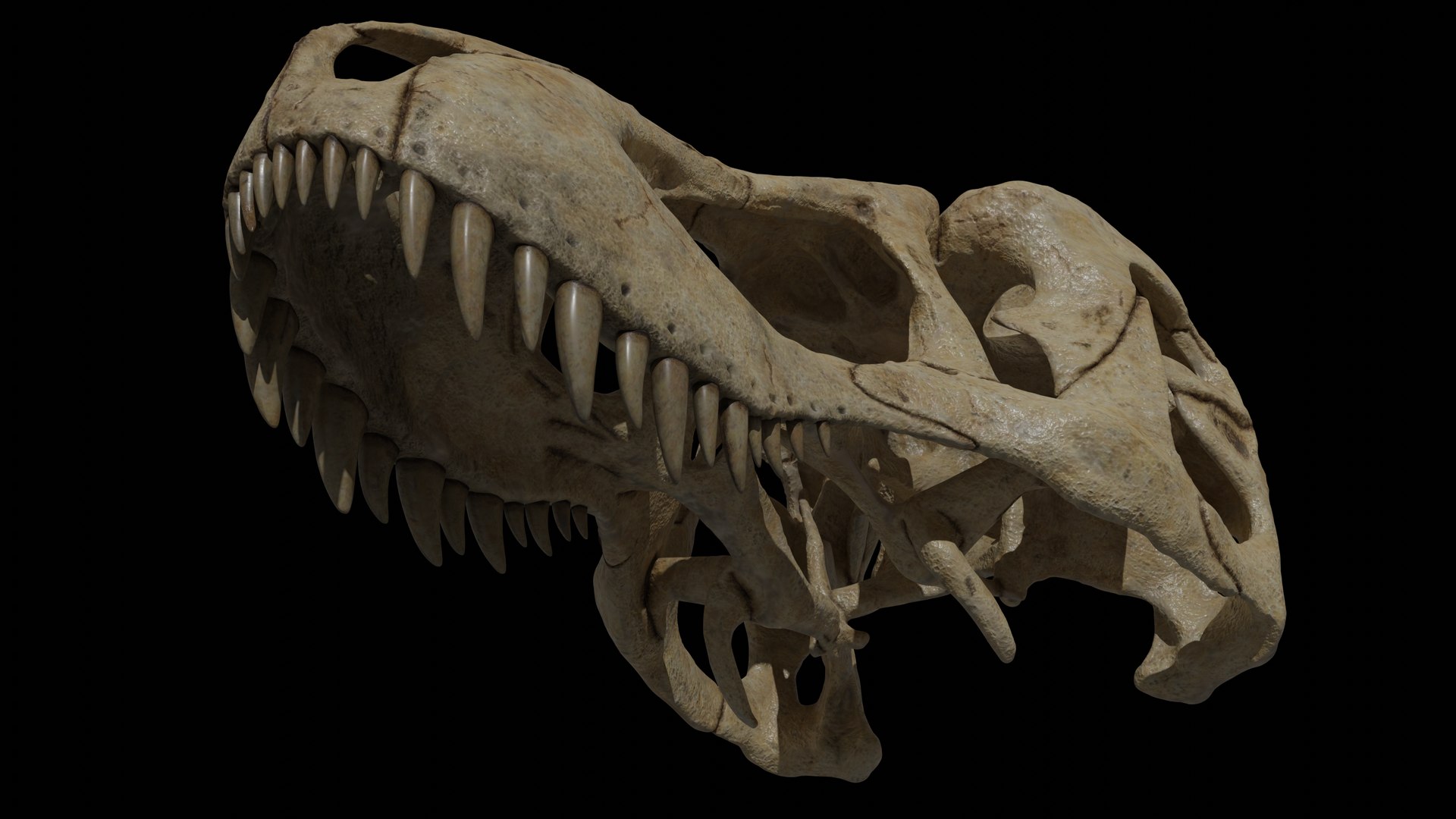 3D Tyrannosaurus Rex Skull Model - TurboSquid 1899760