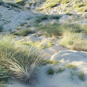 3D Sandy biome