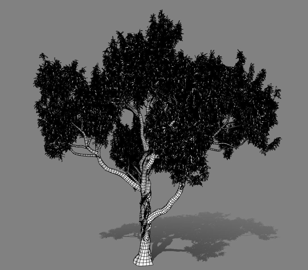 American Chestnut Tree 001 Model - TurboSquid 1654251