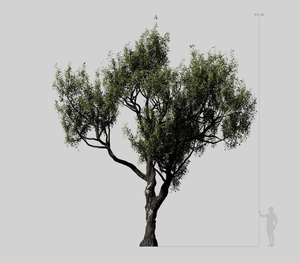 modelo 3d Castaño Americano 001 - Castanea Dentata - TurboSquid 1654251
