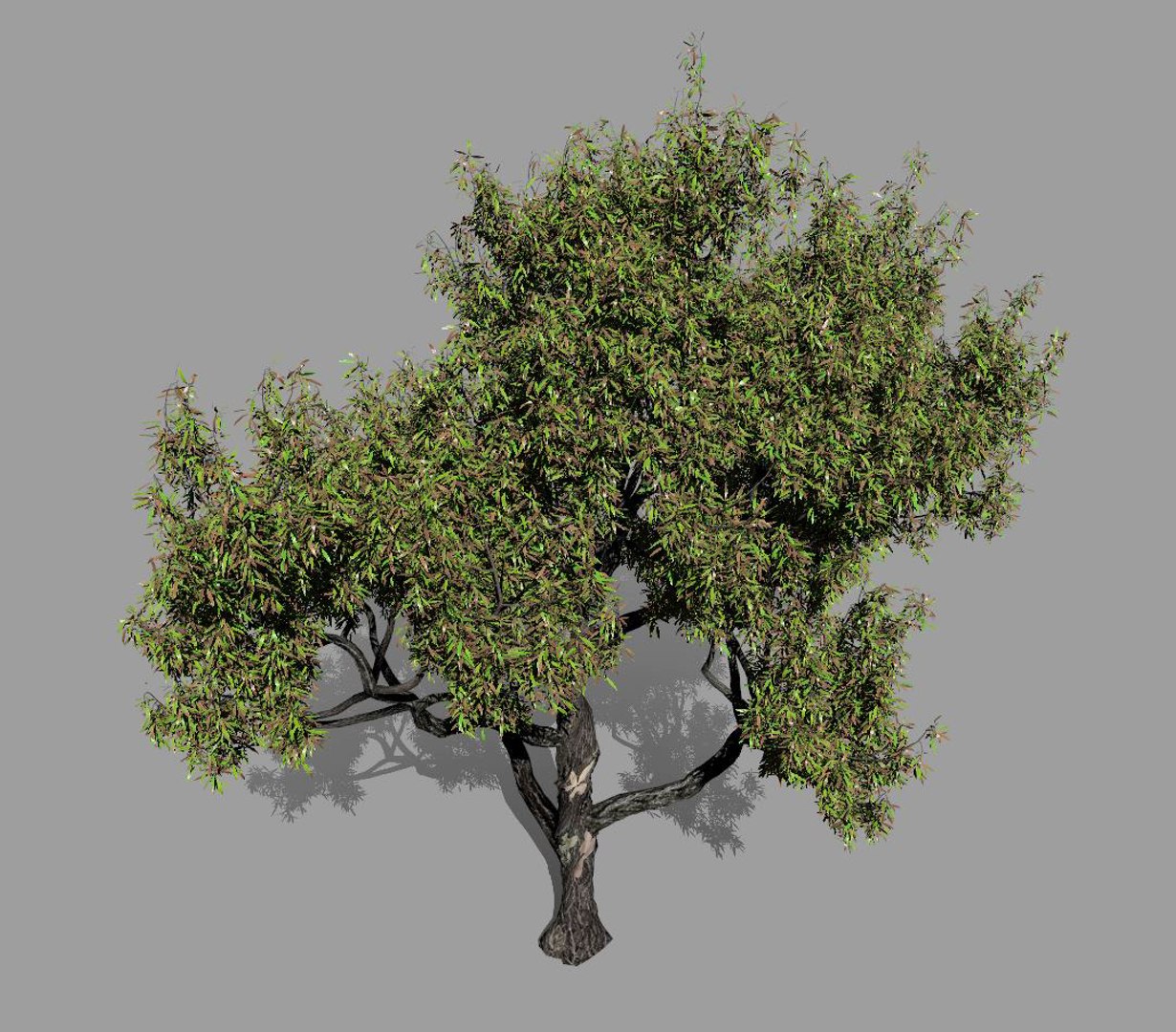 American Chestnut Tree 001 Model - TurboSquid 1654251