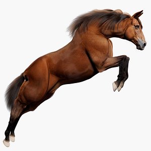 Photo Realistic 3d Horse Model 3D model